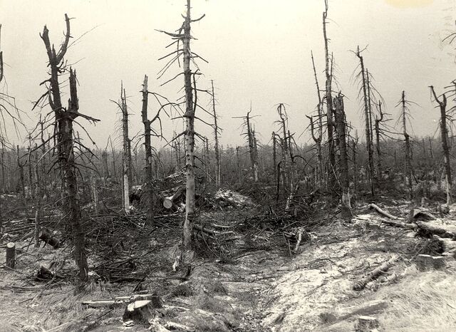 Následky emisí v Jizerských horách roku 1981. Zdroj: archiv pamětníka Jiřího Huška